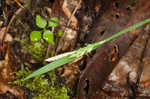 Broad looseflower sedge